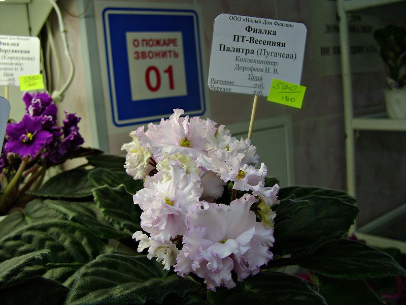 DSC00598дф.JPG