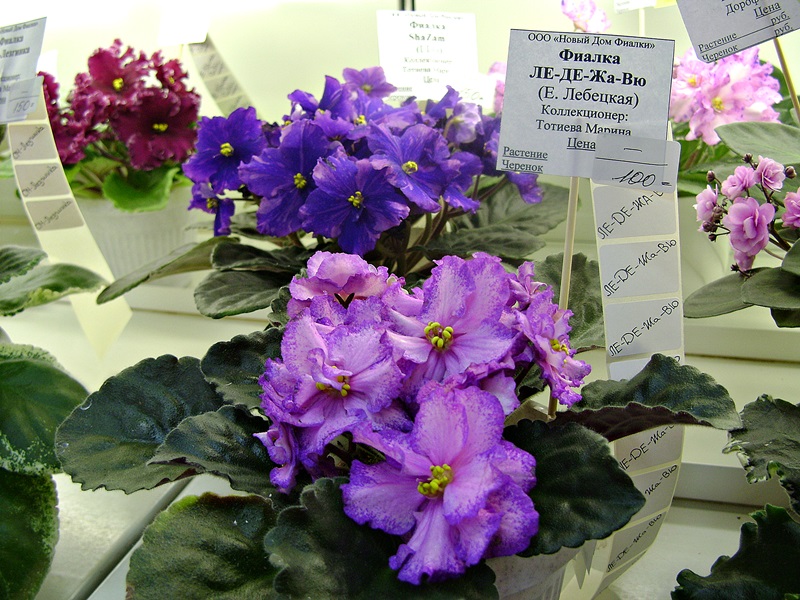 DSC00600дф.JPG
