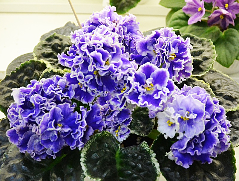 ЛЕ-Лунтик спорт Стуленковой.JPG