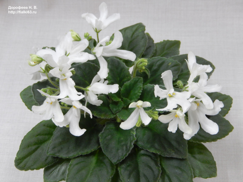 Lunar Lily White