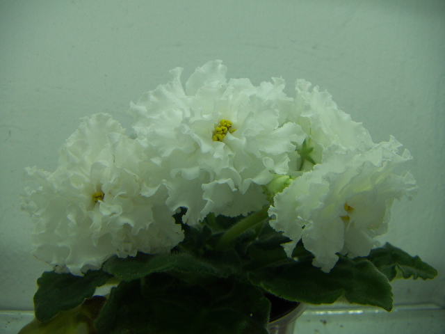ЕК-Белая Королева.JPG