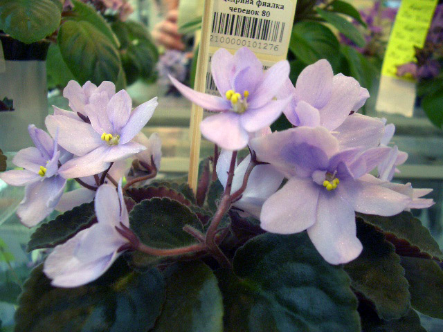 Allegro Chicory Charm (И.Щедрина).JPG