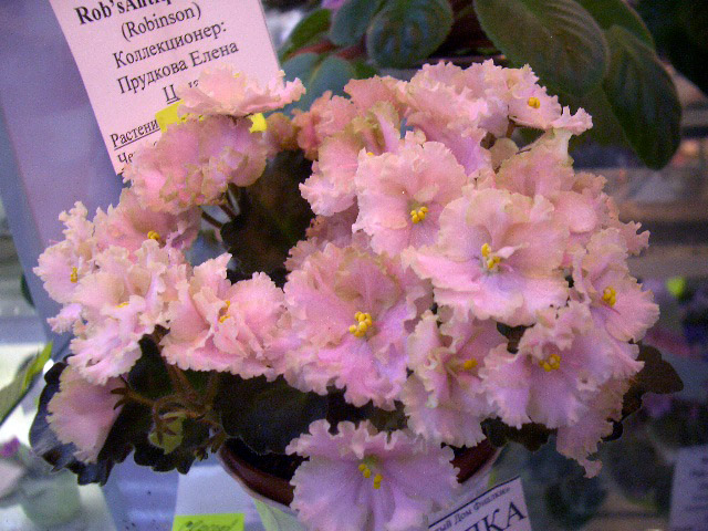 Rob's Antique Rose (Е.Прудкова).JPG
