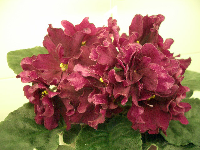 ЛЕ-Вега (И.Данилина).JPG