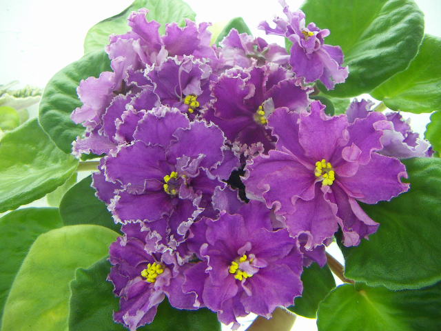 ЕК-Персидская СиреньPICT0172.JPG