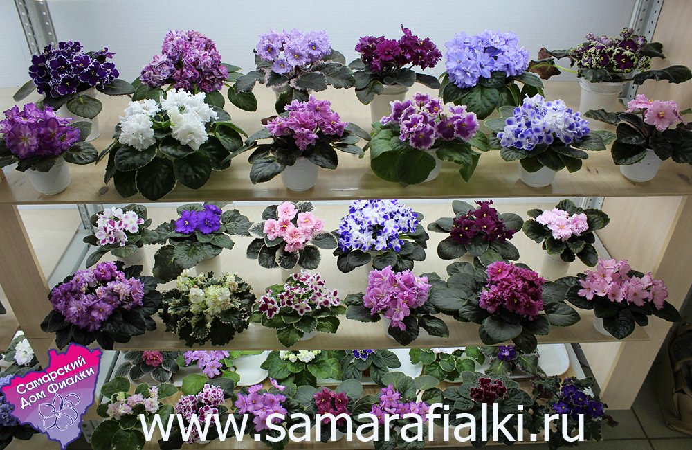 IMG_9393 ф_rs.jpg
