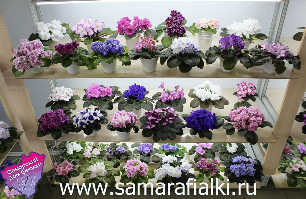 IMG_9392 ф_rs.jpg