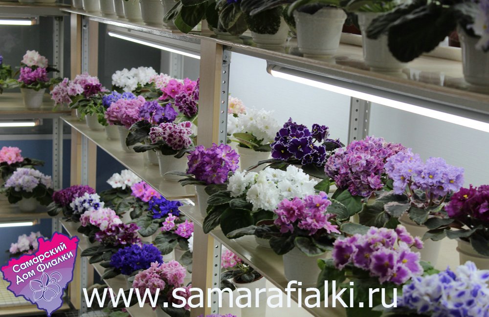 IMG_9217 ф_rs.jpg