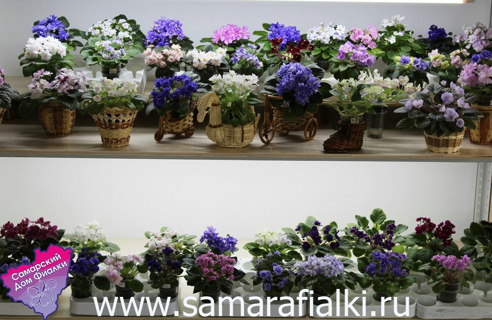 IMG_9298 ф_rs.jpg