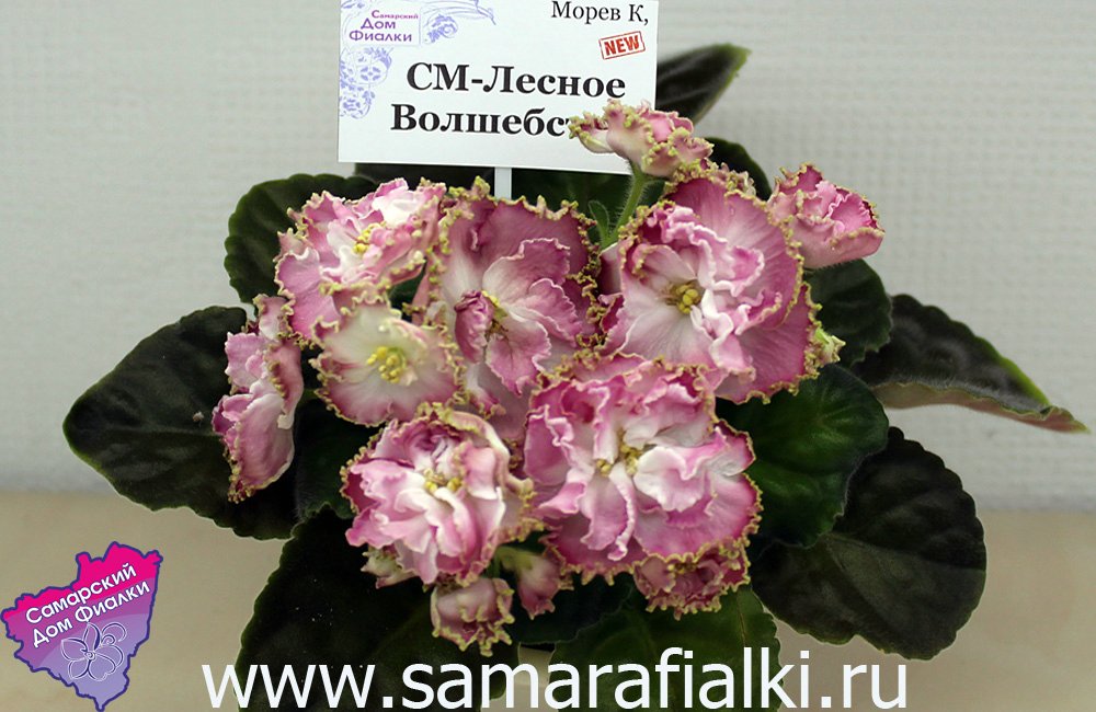 СМ-Лесное Волшебство_rs.jpg