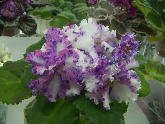 ЛЕ-Анастасия3.JPG