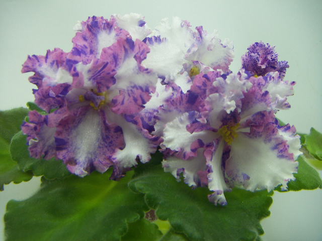 ЛЕ-Анастасия.JPG