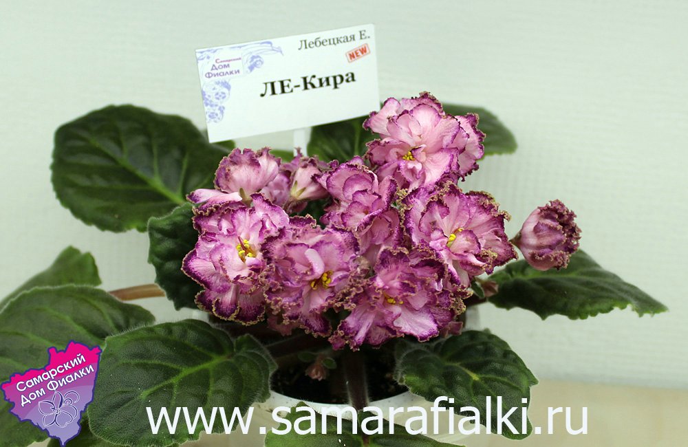 ЛЕ-Кира_rs.jpg