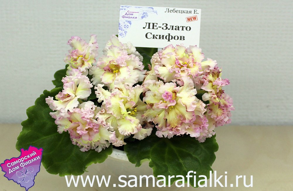 ЛЕ-Злато Скифов_rs.jpg