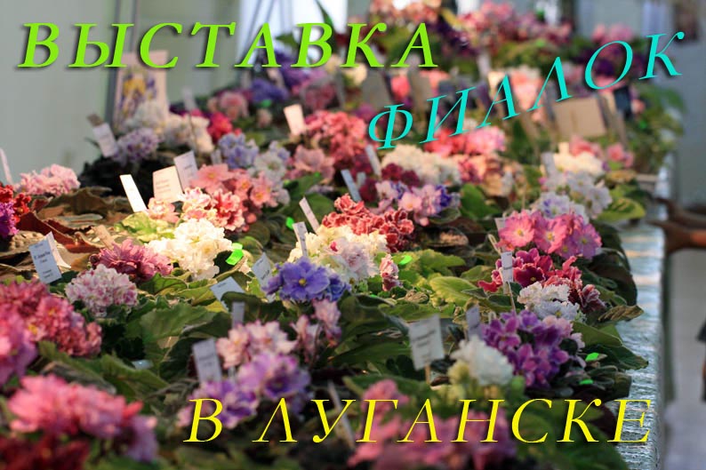 выст фиалIMG_6486.jpg