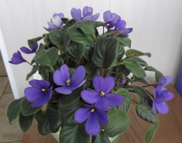 Calico Blue Trail