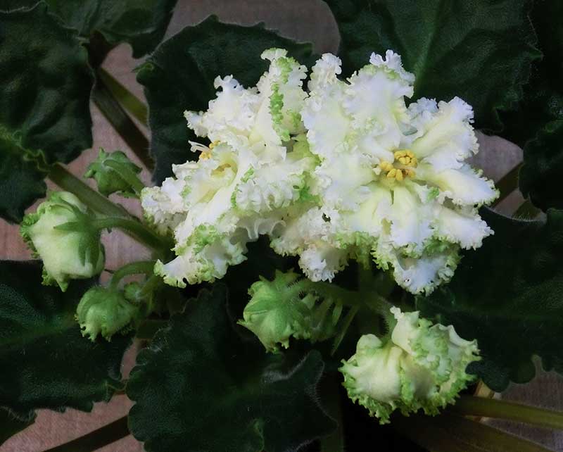 ЛЕ-Бриллиант-Тиффани.jpg