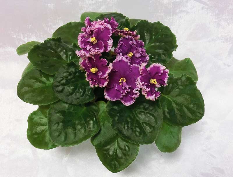 ЛЕ-Эсмеральда-Люкс.jpg