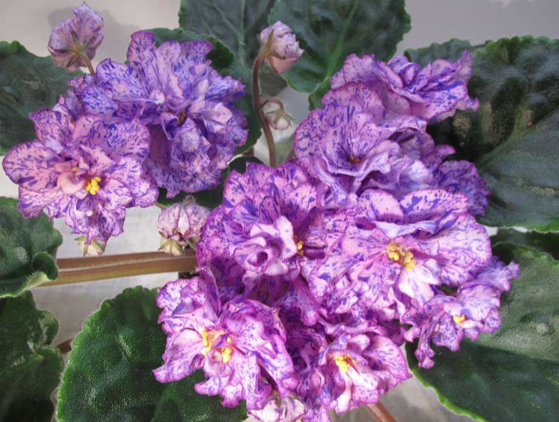 ЛЕ-Клеопатра (1).jpg