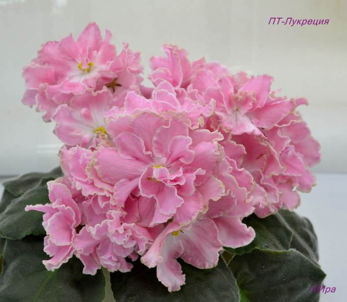 ПТ-Лукреция.JPG
