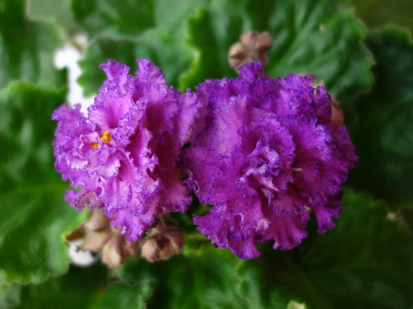 ЛЕ-Мария Мирабелла.jpg