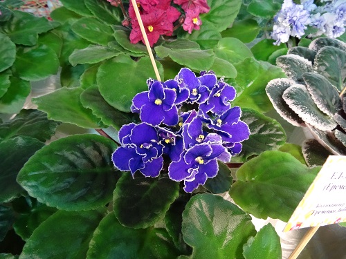 DSC04835.JPG