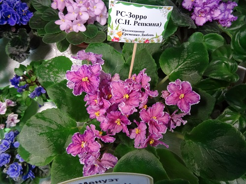 DSC04840.JPG
