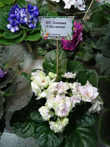 DSC04847.JPG