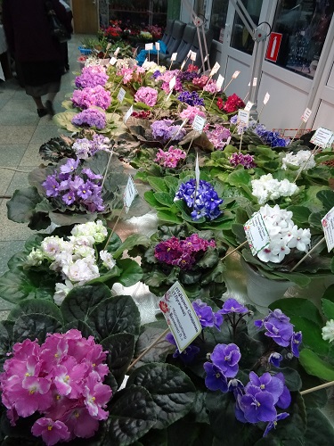 DSC04850.JPG