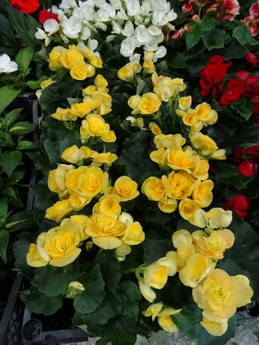 DSC04856.JPG