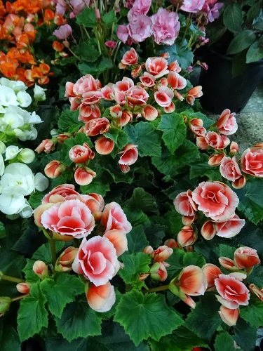 DSC04858.JPG