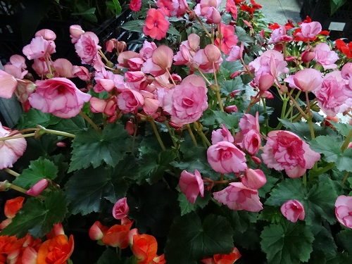 DSC04860.JPG
