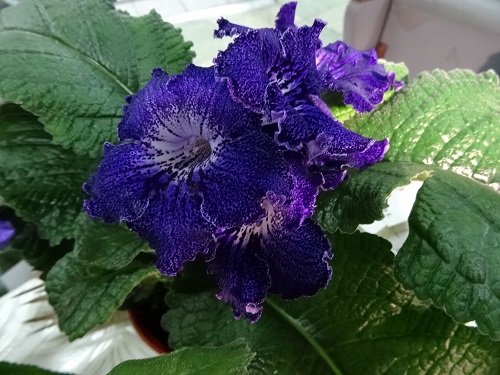 DSC04880.JPG