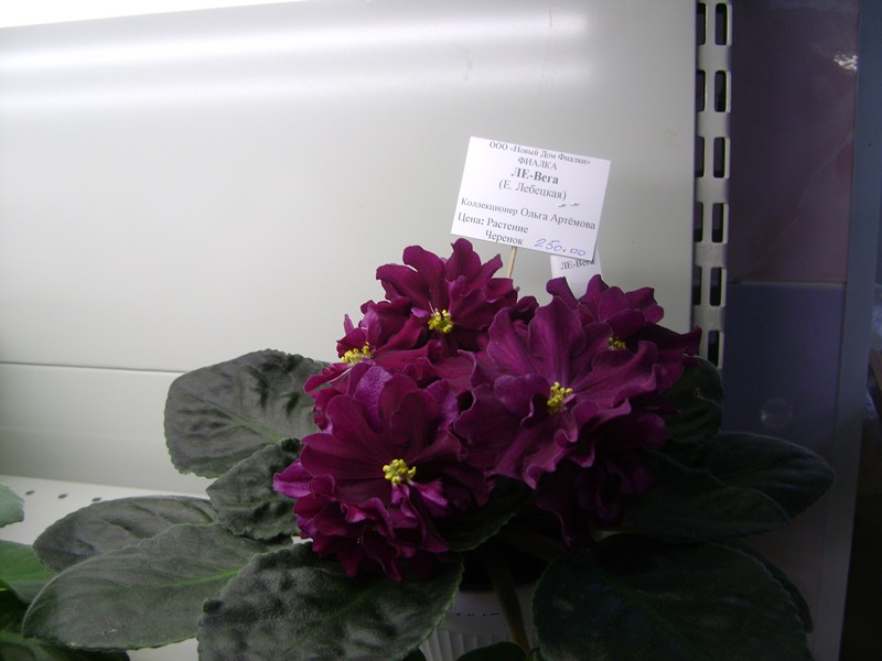 DSC00886.JPG