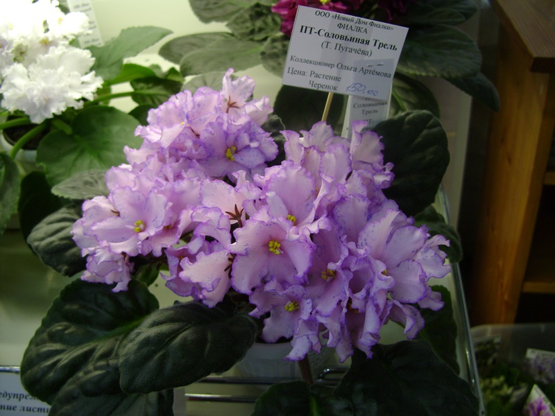DSC00887.JPG