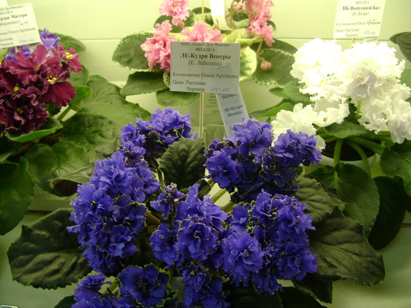 DSC00888.JPG