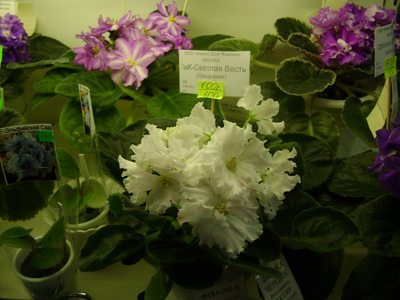 DSC00883.JPG