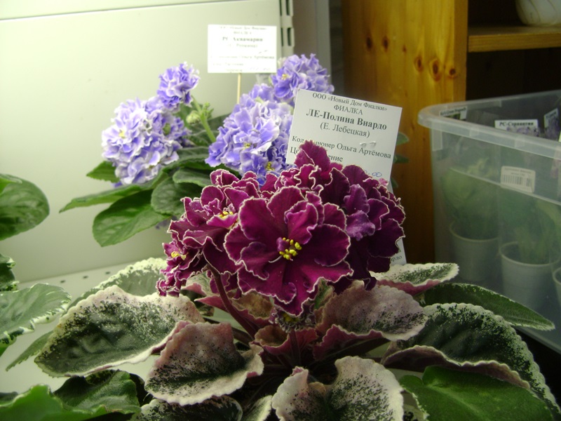 DSC00889.JPG