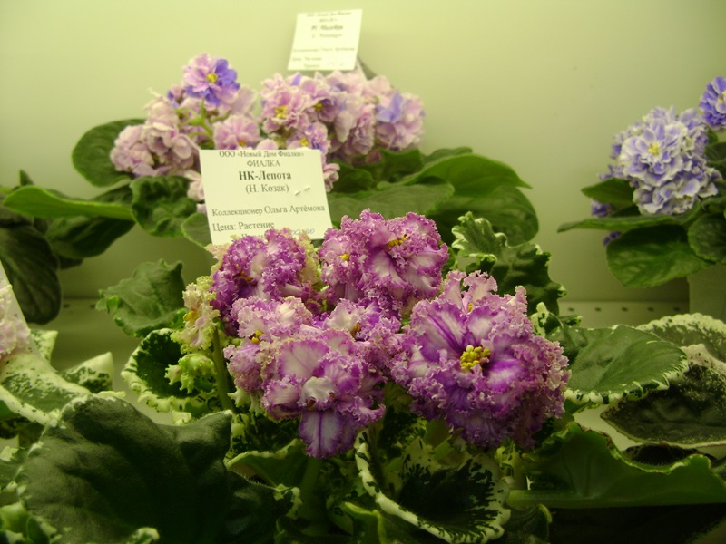 DSC00890.JPG