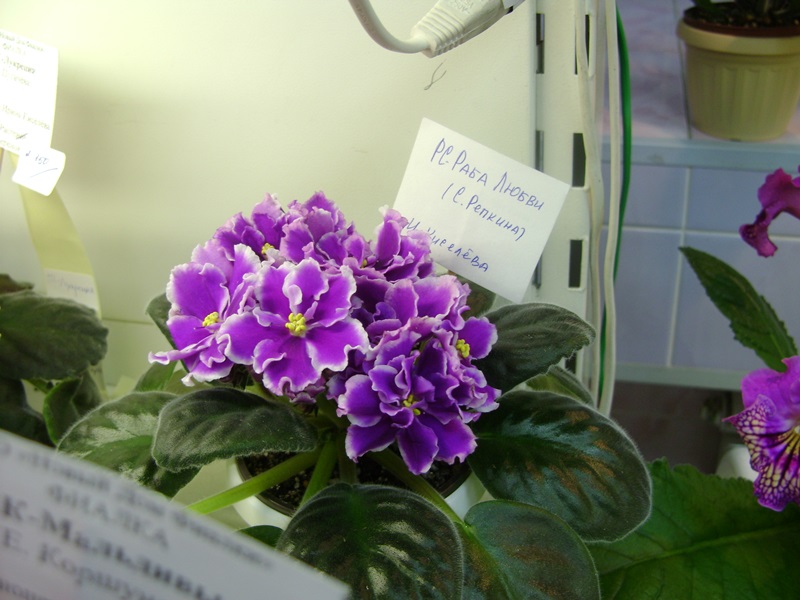 DSC00895.JPG