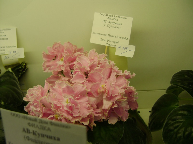 DSC00896.JPG