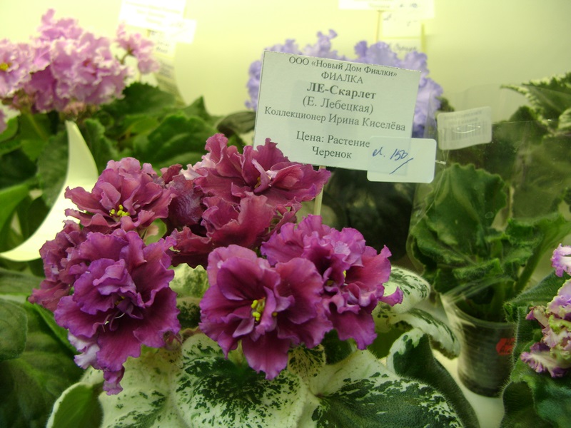 DSC00900.JPG