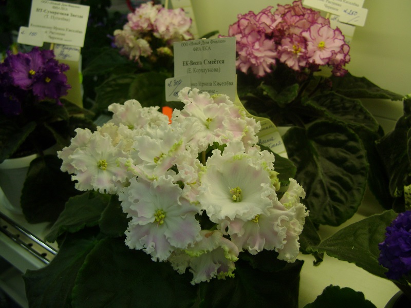 DSC00898.JPG