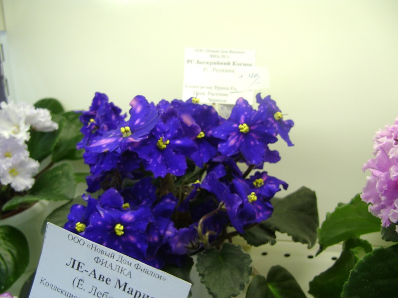 DSC00903.JPG