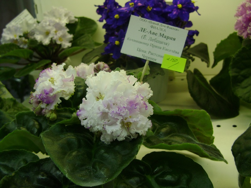 DSC00902.JPG