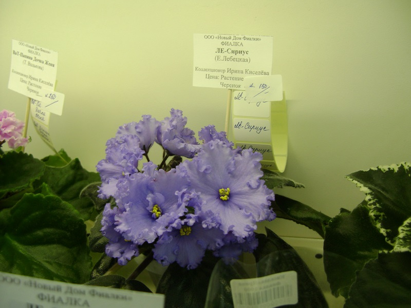 DSC00901.JPG