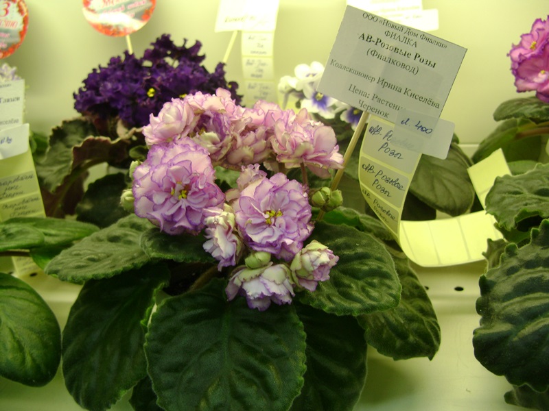 DSC00906.JPG