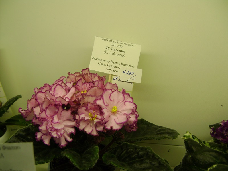 DSC00904.JPG