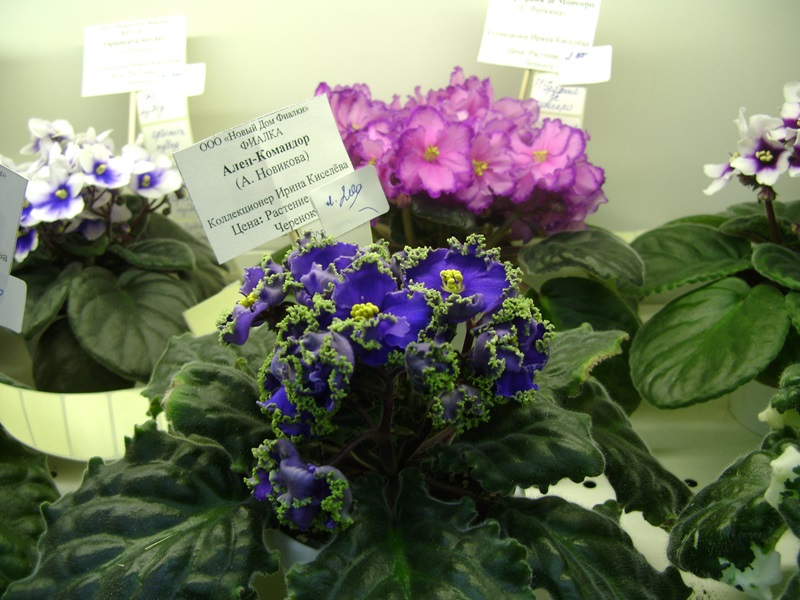 DSC00907.JPG