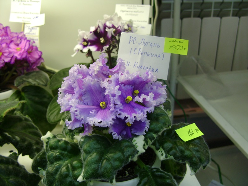 DSC00908.JPG